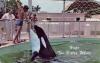 Hugo the Killer Whale is one of the newer attractions at Miammi's Seaaquarium. 