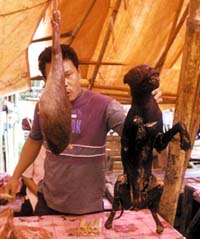 Lecker Knusper-Hund kantonesisch