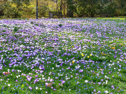 alter baum, blumenwiese