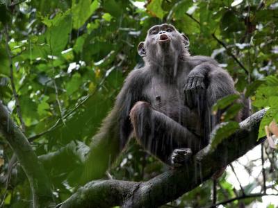 chimp-call-goualougo_11999_990x742