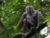 chimp-call-goualougo_11999_990x742