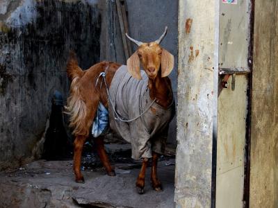goat-north-india_12096_990x742
