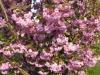 Mai_2006-023