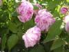 juni-2006-041