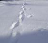 winterspur