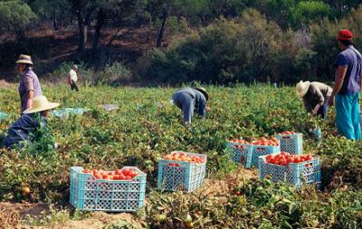 Melides_Tomaten