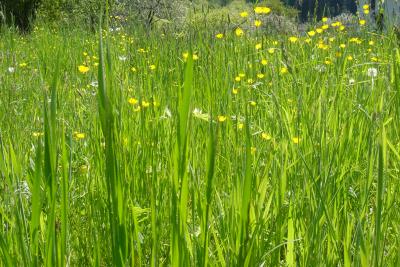 wiesen_blumen-001