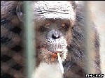 monkeysmoke