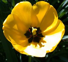 fruehling