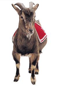 hennes