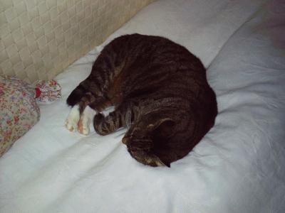 katz3