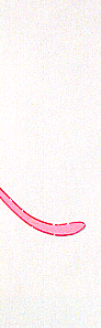 pp4