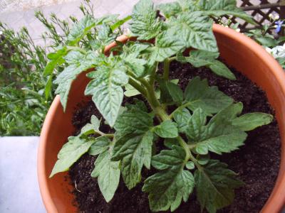 tomate