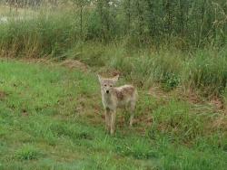0876-Coyote
