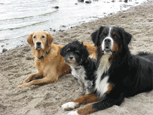 Gruppenhunde_klein