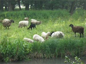 Schafe_Harrachpark