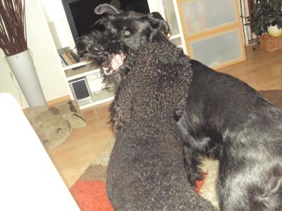 sieht-schlimmer-aus-