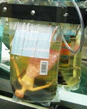 Barbiecubators, Barbie Puppen in Infusionsflaschen