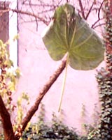 das blatt (steht aba nix drauf)