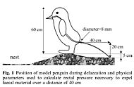 pinguschiss