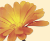 blume