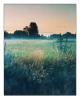 fusion_wiese