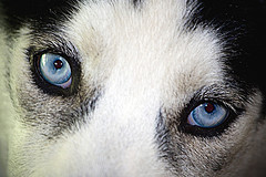 husky_eyes
