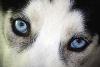husky_eyes