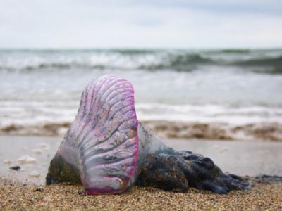 jellyfish