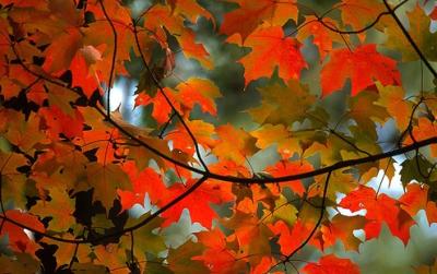 maple