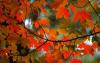 maple