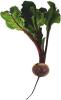 rote-beete