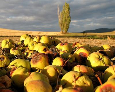 rotten-apples