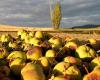 rotten-apples