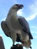 Adler