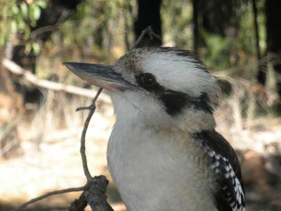 Cucaburra