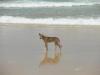 Dingo-am-Strand