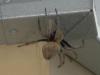 Garden-Orbweaver