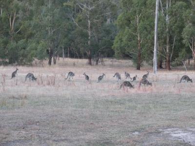 Kaengurus-in-Halls-Gap