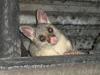 Opossum