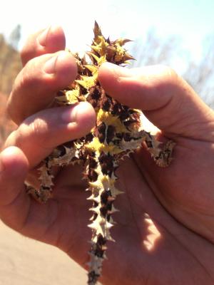 Thorny-Devil