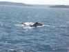 Whale-Watching-Tour