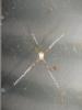 X-Spider