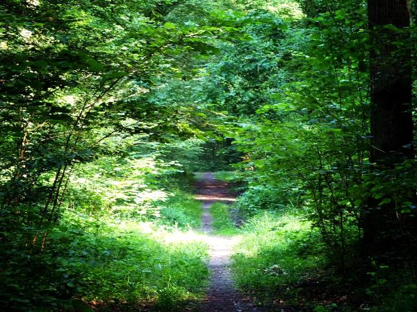 kuschelwege-im-juli-spaetnachmittag