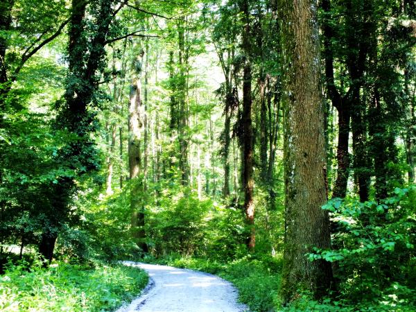 mein-daemmel-mitte-juli-2013-2