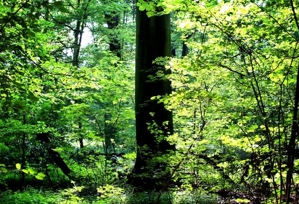 mein-schoener-daemmel-am-spaetnachmittag-im-juli