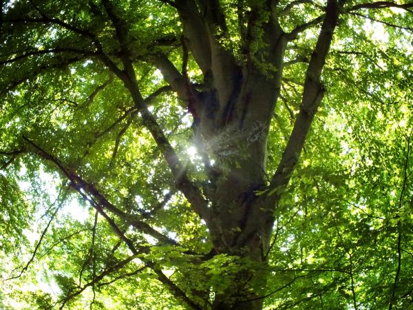 meine-lieblingsbuche-mitte-juli-2013-1