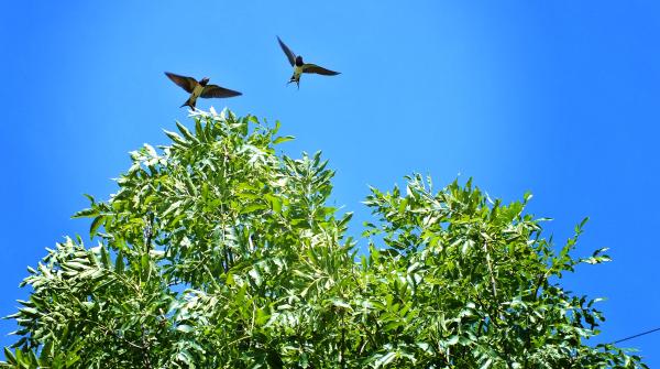 schwaelbchen-beim-versuch-zu-landen