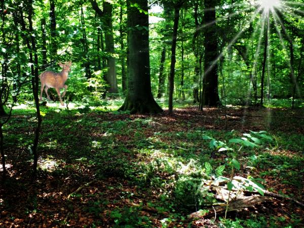 susi-an-meinem-baum-und-was-ich-sah-als-ich-sie-zur-ruhe-bettete