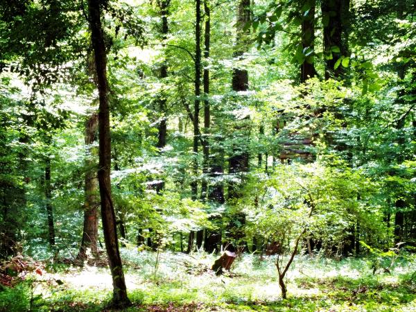 susis-ausblick-ende-august-2